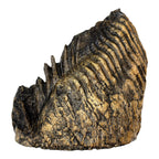Tooth Replica (Woolly Mammoth)