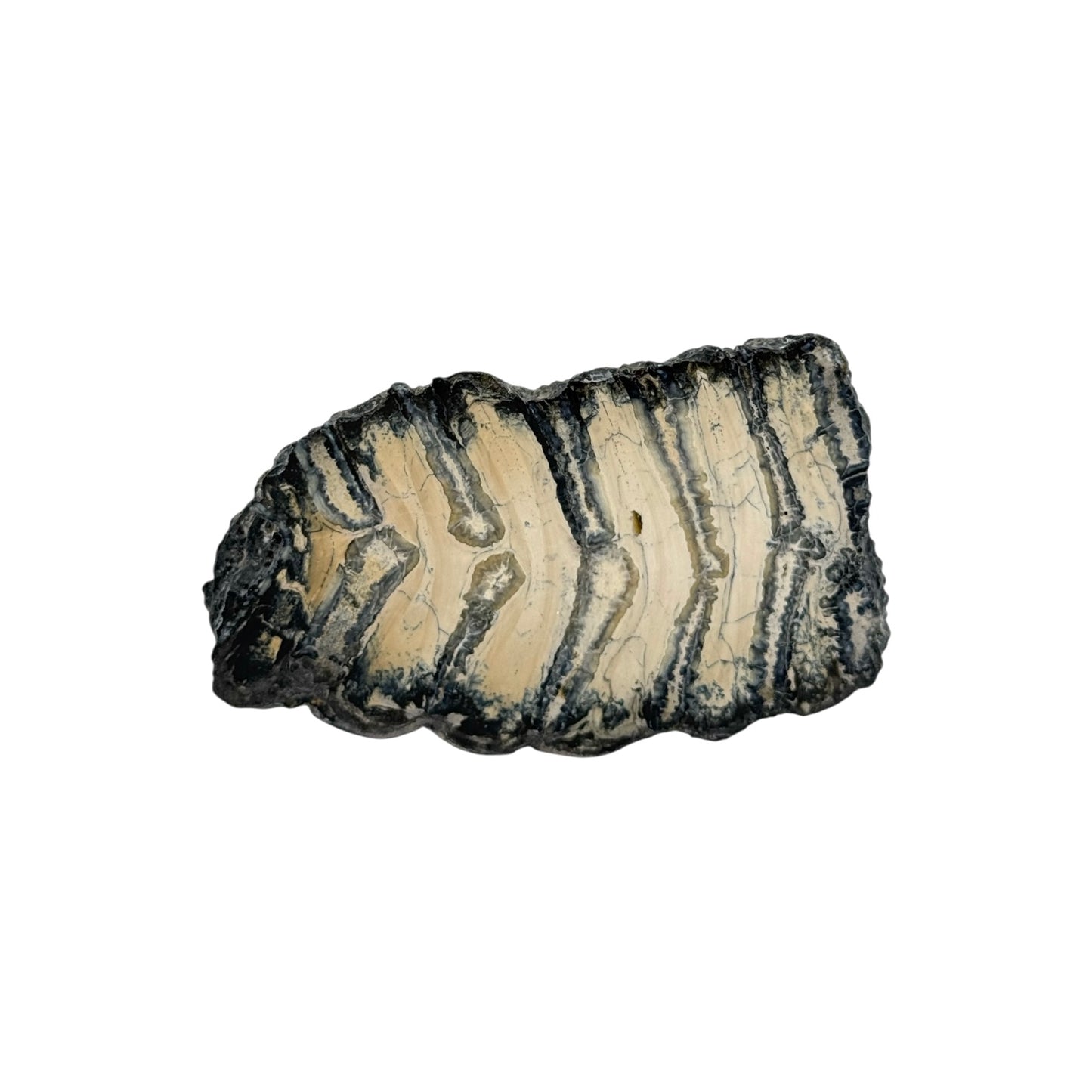 Polished Mammoth Tooth Section