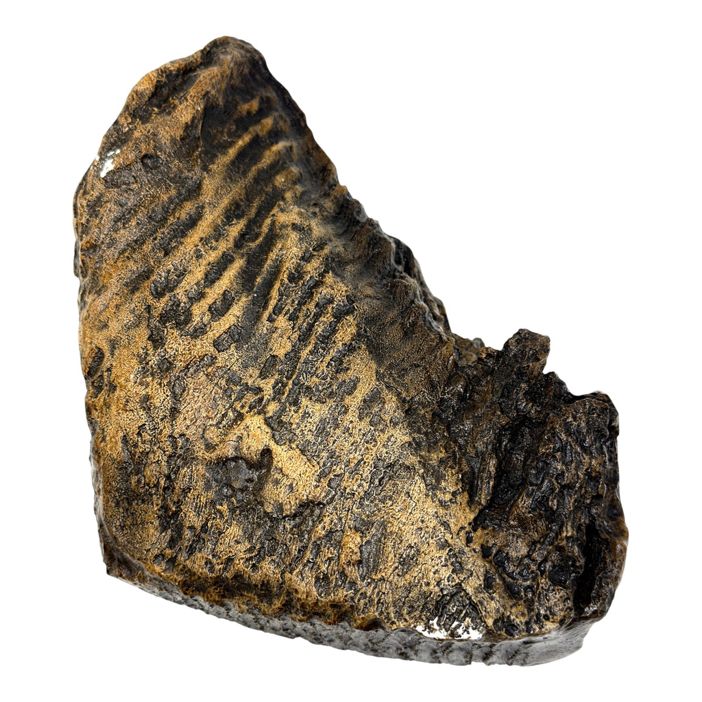 Tooth Replica (Woolly Mammoth)