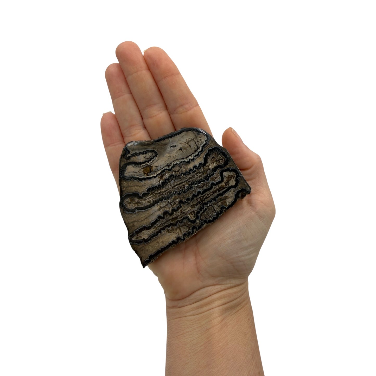 Polished Mammoth Tooth Section