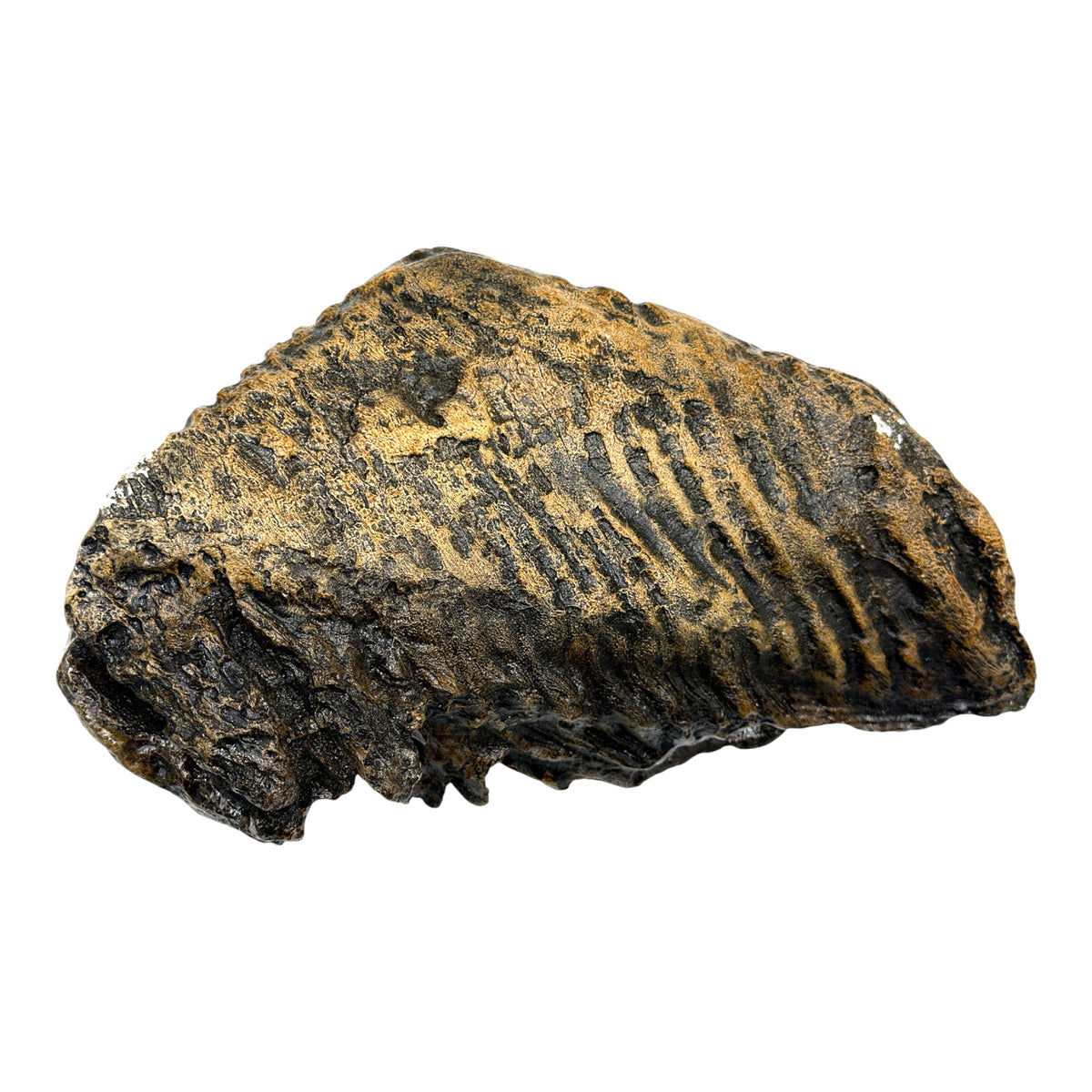 Tooth Replica (Woolly Mammoth)