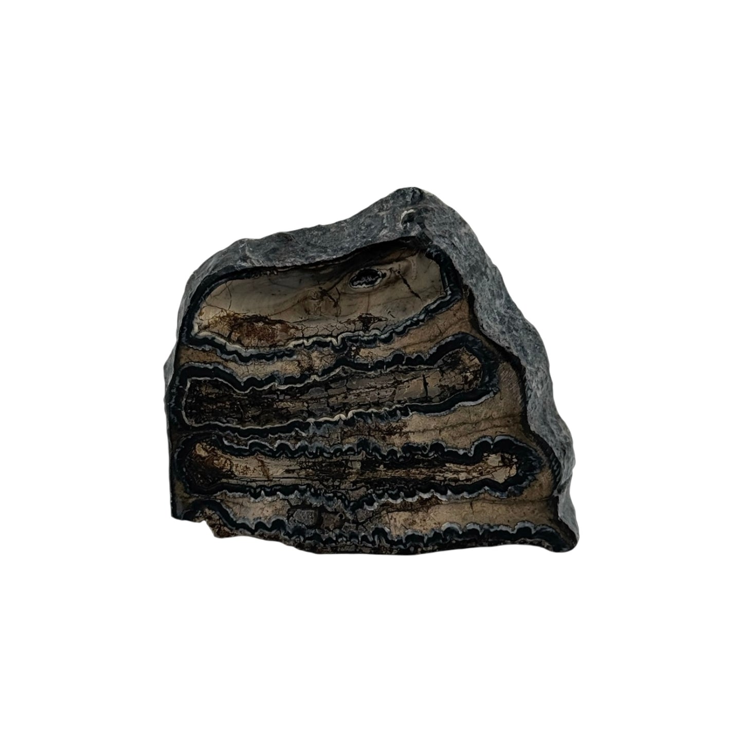 Polished Mammoth Tooth Section