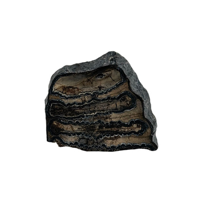 Polished Mammoth Tooth Section