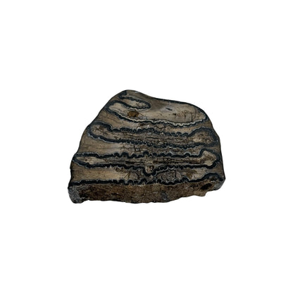 Polished Mammoth Tooth Section