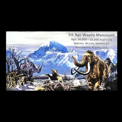 Woolly Mammoth Tusk Display