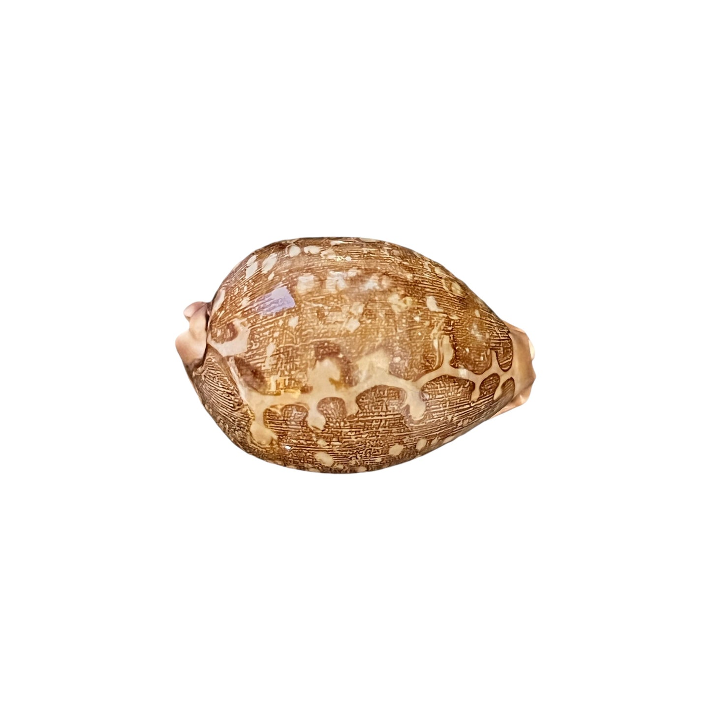 Cowrie Shell (Map Cowrie)