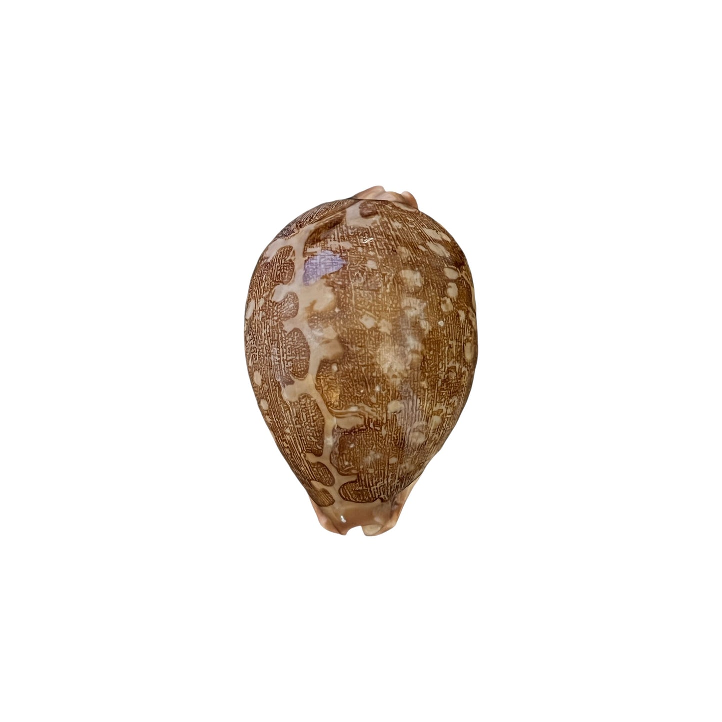 Cowrie Shell (Map Cowrie)