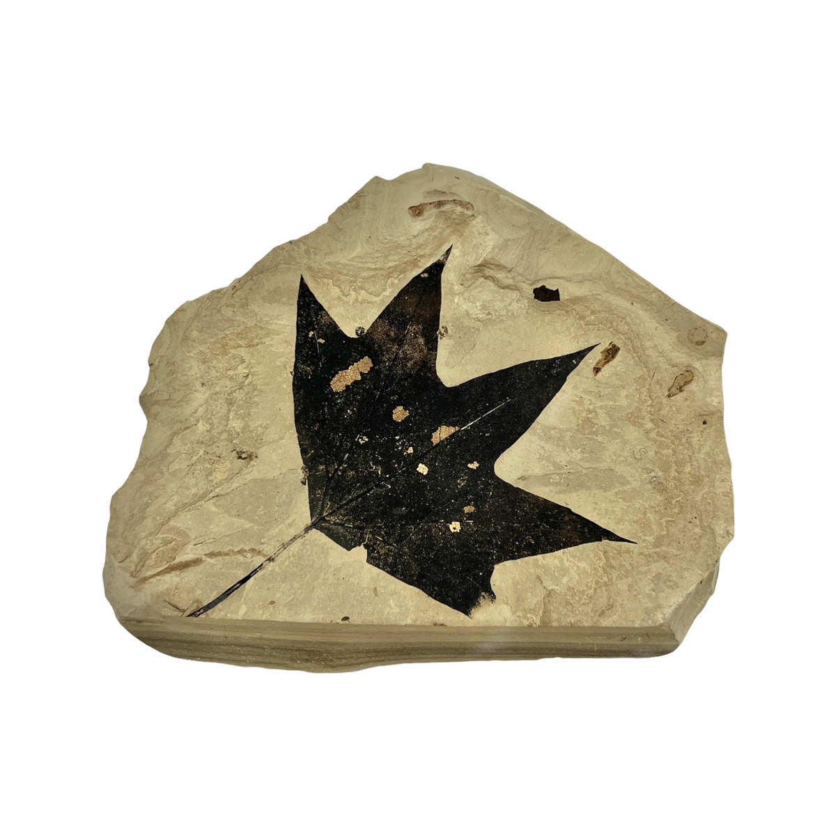 Fossil Maple Leaf