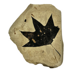 Fossil Maple Leaf