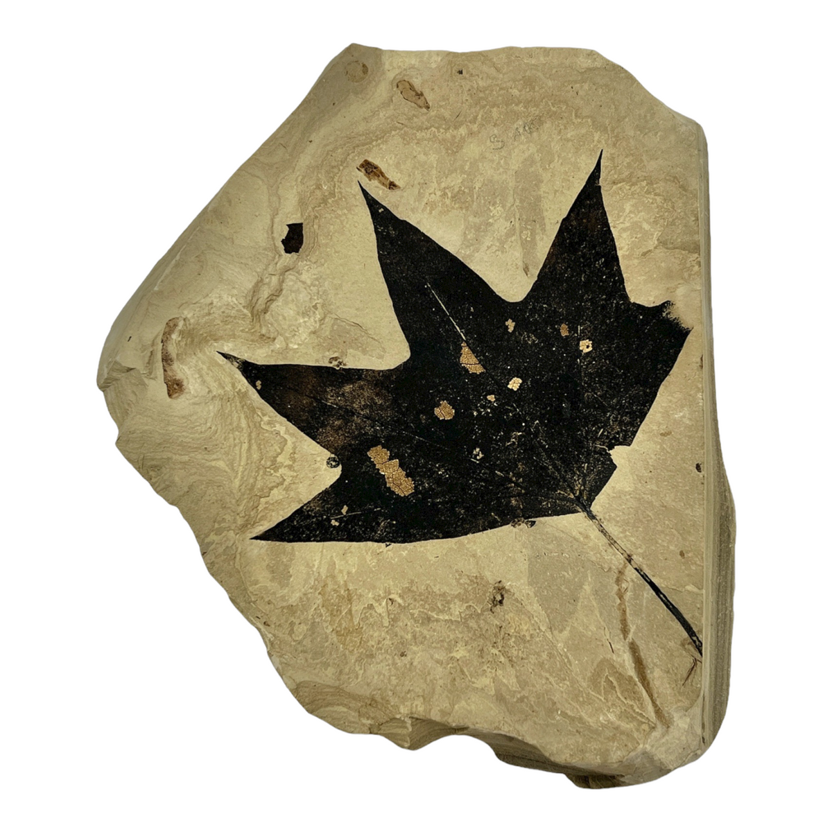 Fossil Maple Leaf