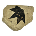 Fossil Maple Leaf