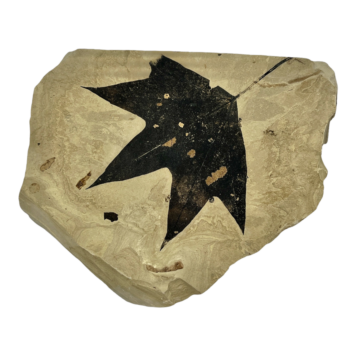 Fossil Maple Leaf