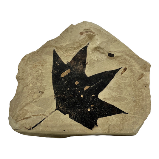 Fossil Maple Leaf