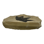 Fossil Maple Leaf