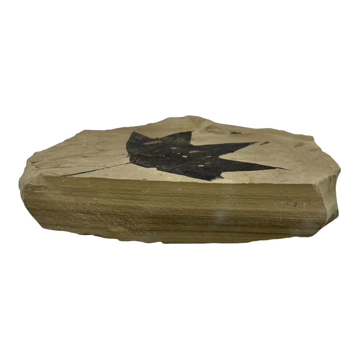 Fossil Maple Leaf