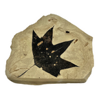 Fossil Maple Leaf