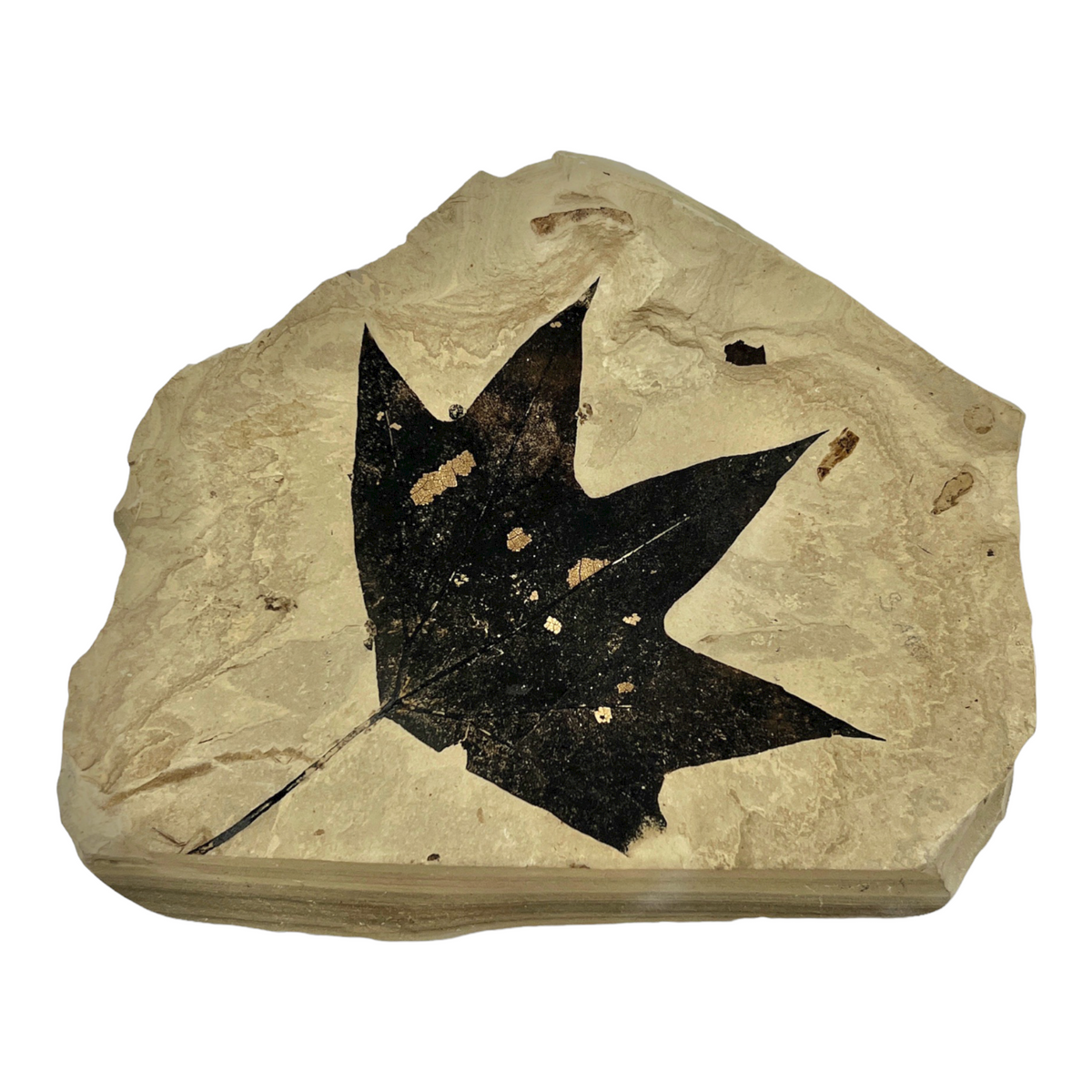 Fossil Maple Leaf