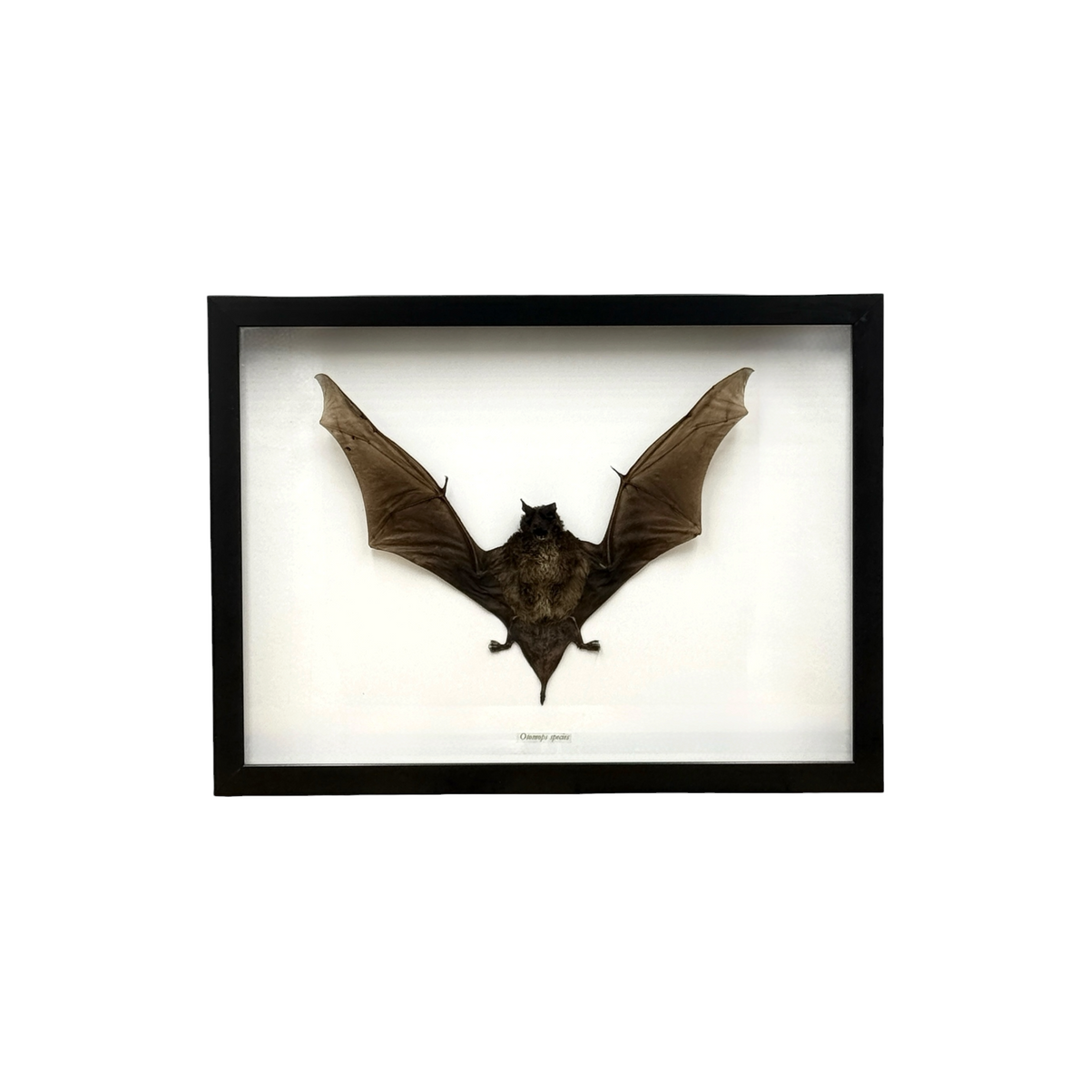 Large-Eared Giant Mastiff Bat in Frame