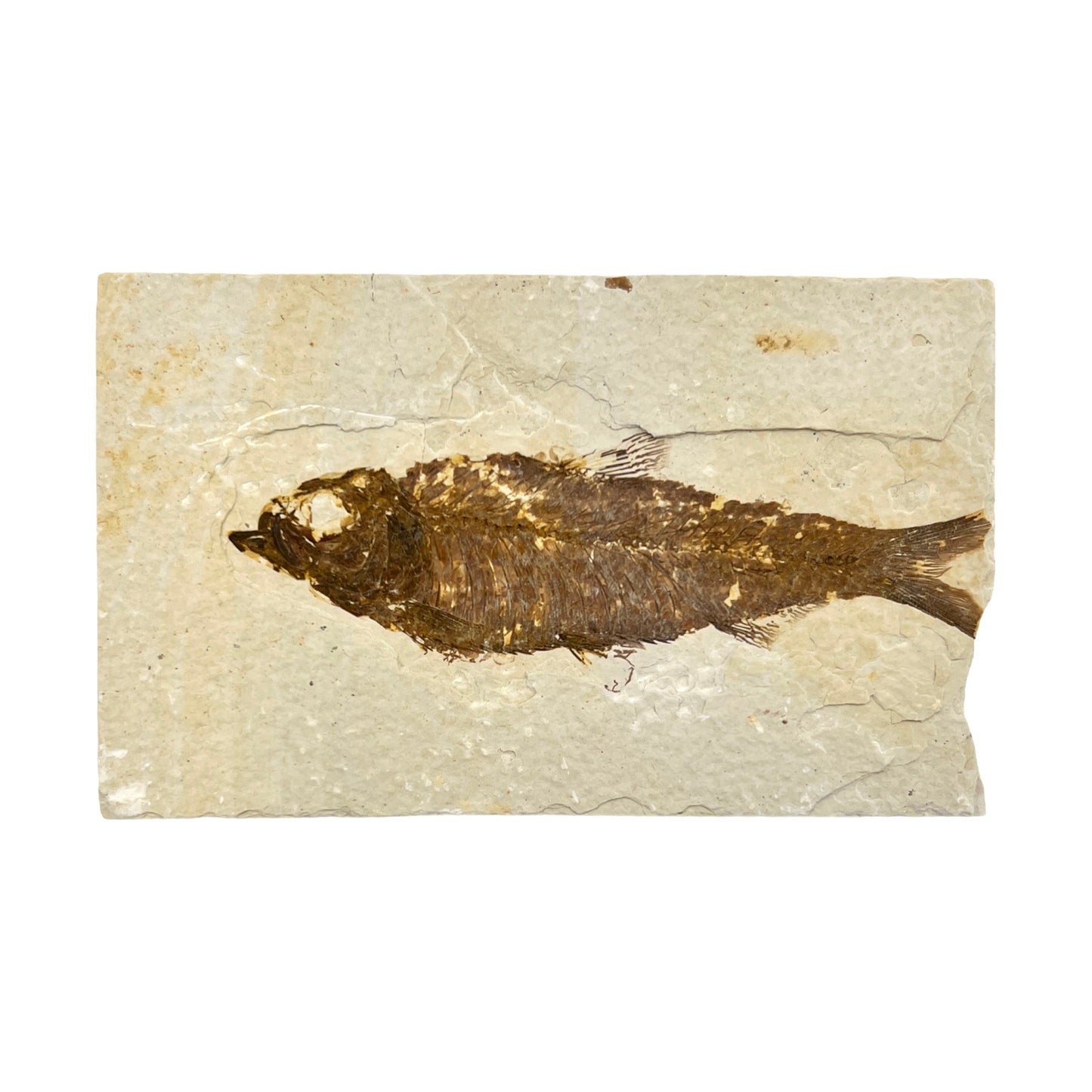 Fossil Fish Plate (Knightia from Green River Formation, M)