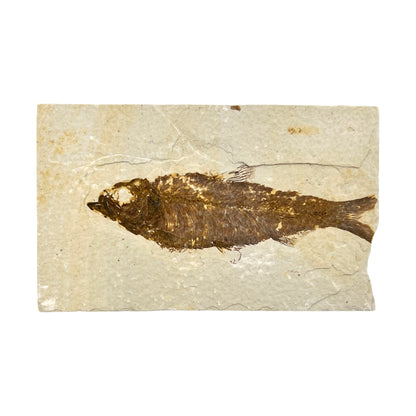 Fossil Fish Plate (Knightia from Green River Formation, M)