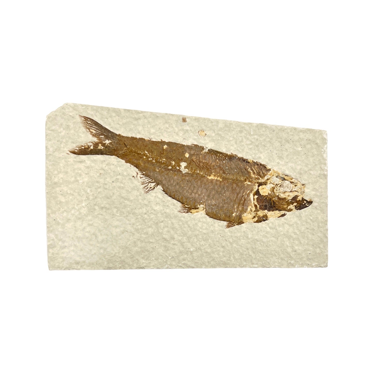 Fossil Fish Plate (Knightia from Green River Formation, M)