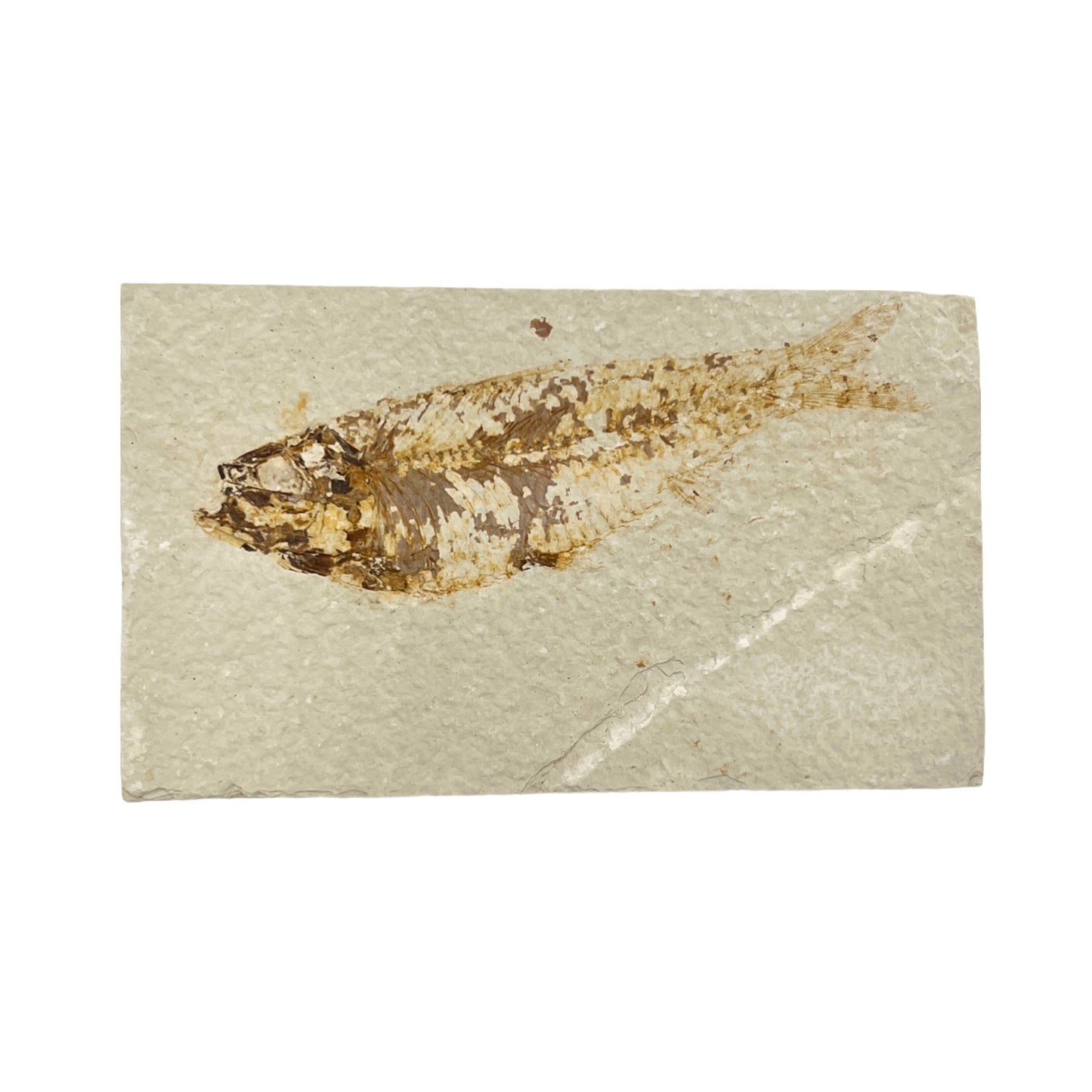 Fossil Fish Plate (Knightia from Green River Formation, M)