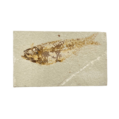 Fossil Fish Plate (Knightia from Green River Formation, M)