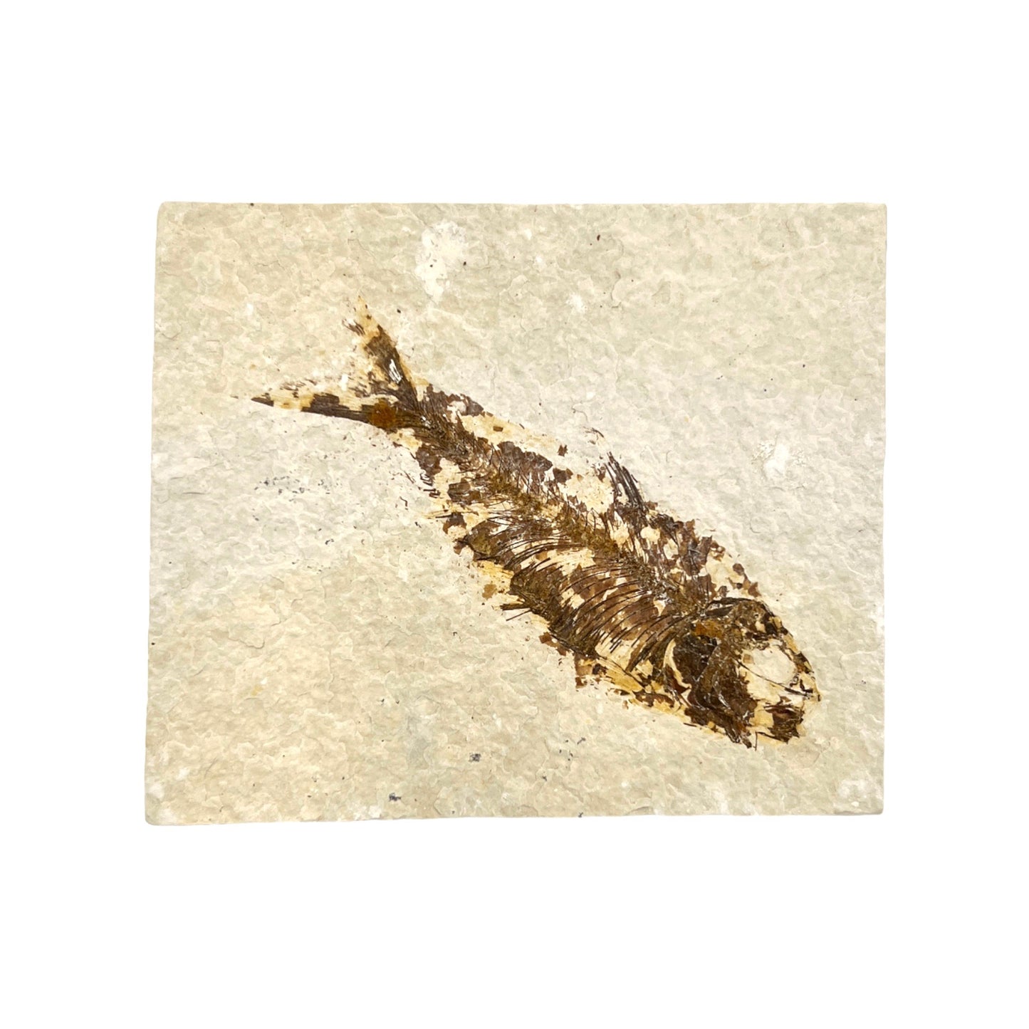 Fossil Fish Plate (Knightia from Green River Formation, M)