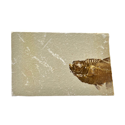 Fossil Fish Plate (Knightia from Green River Formation, M)