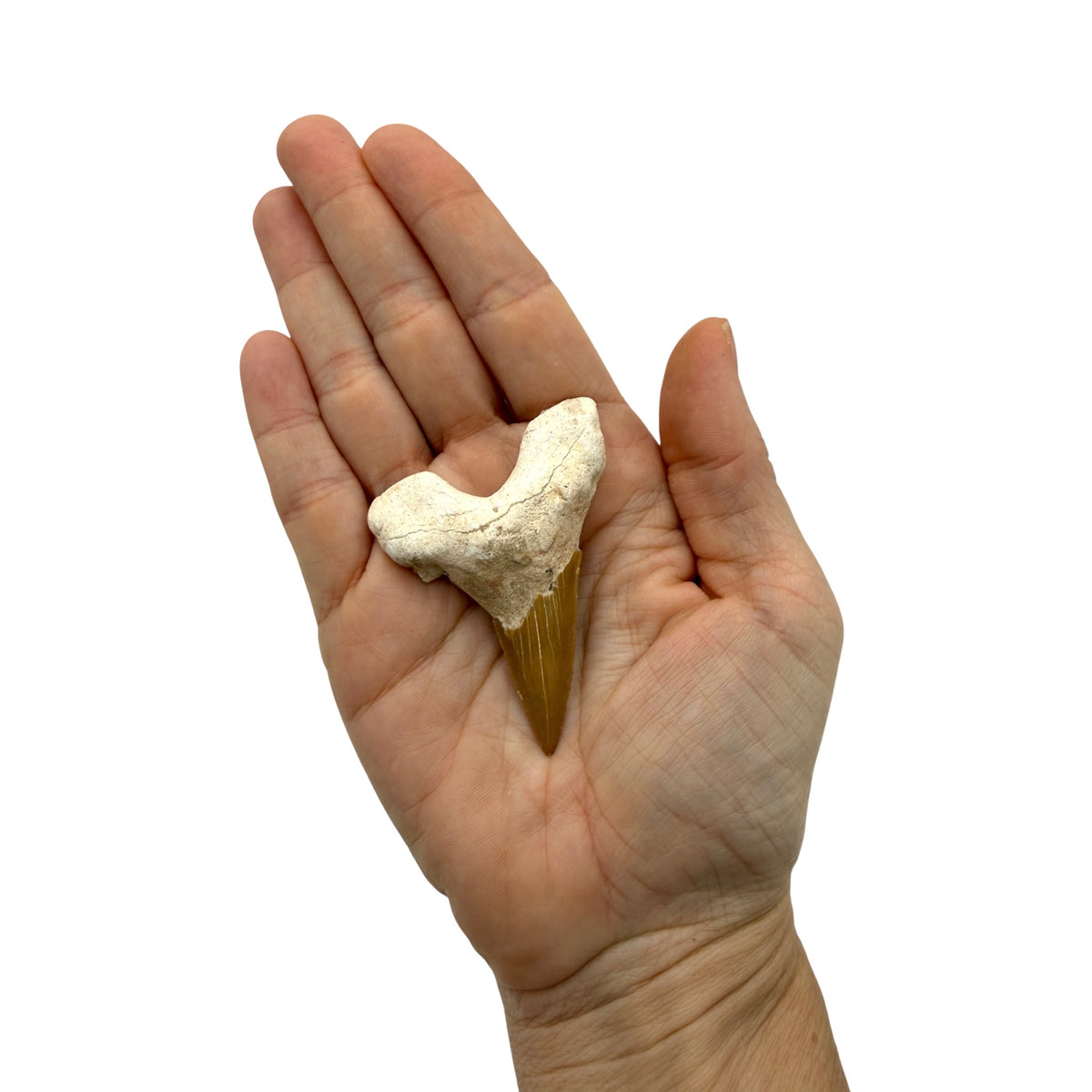 Fossil Shark Tooth (Otodus)