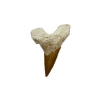 Fossil Shark Tooth (Otodus)