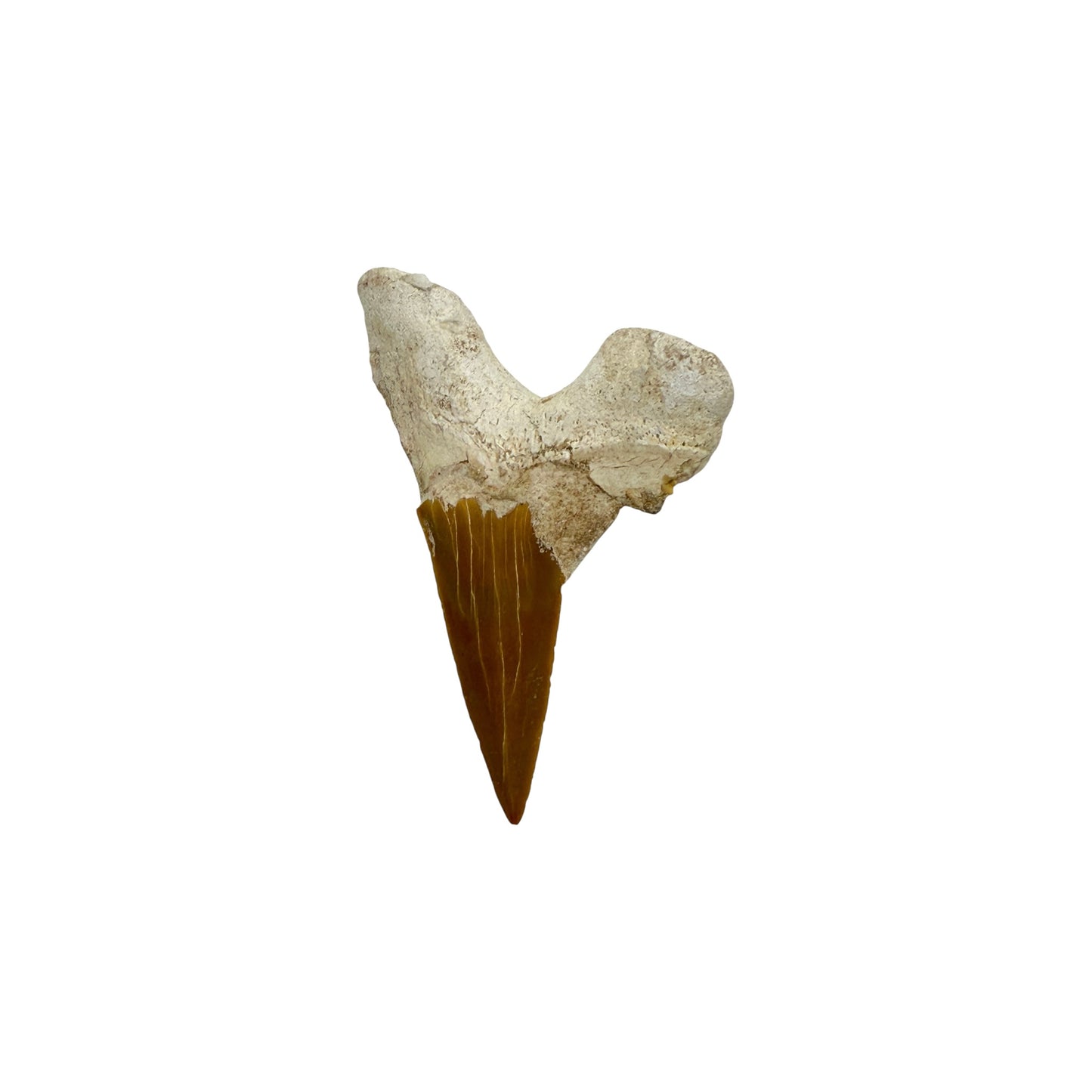 Fossil Shark Tooth (Otodus)