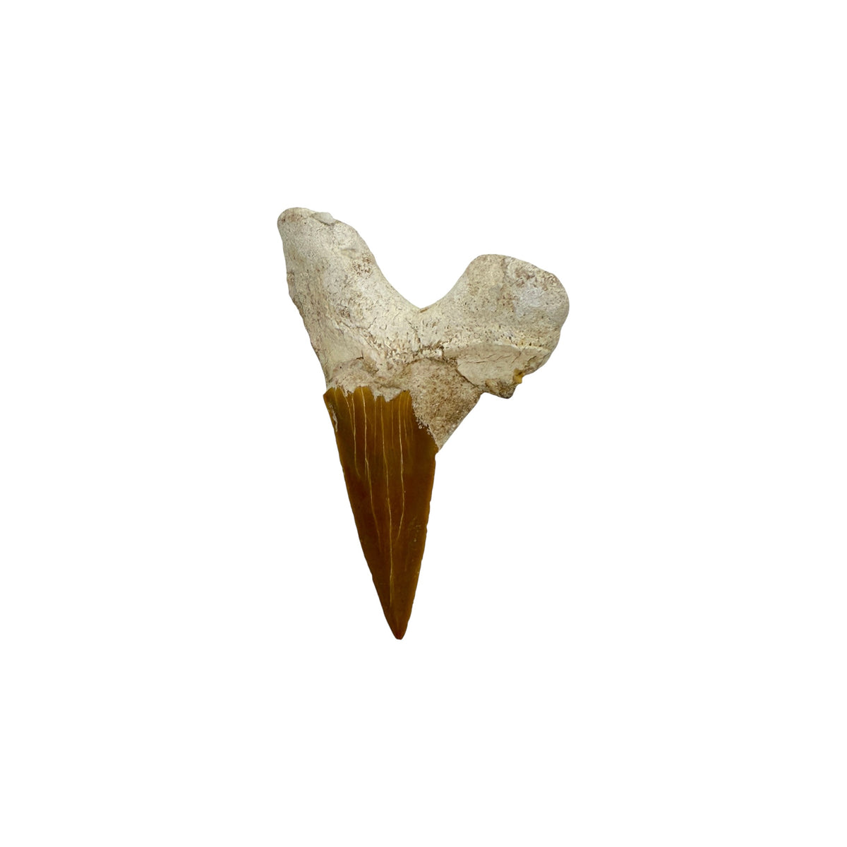 Fossil Shark Tooth (Otodus)