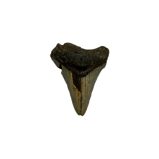 Fossil Shark Tooth (Megalodon Tooth, 2.5")