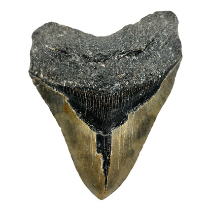 6" Megalodon Tooth Fossil with Stand