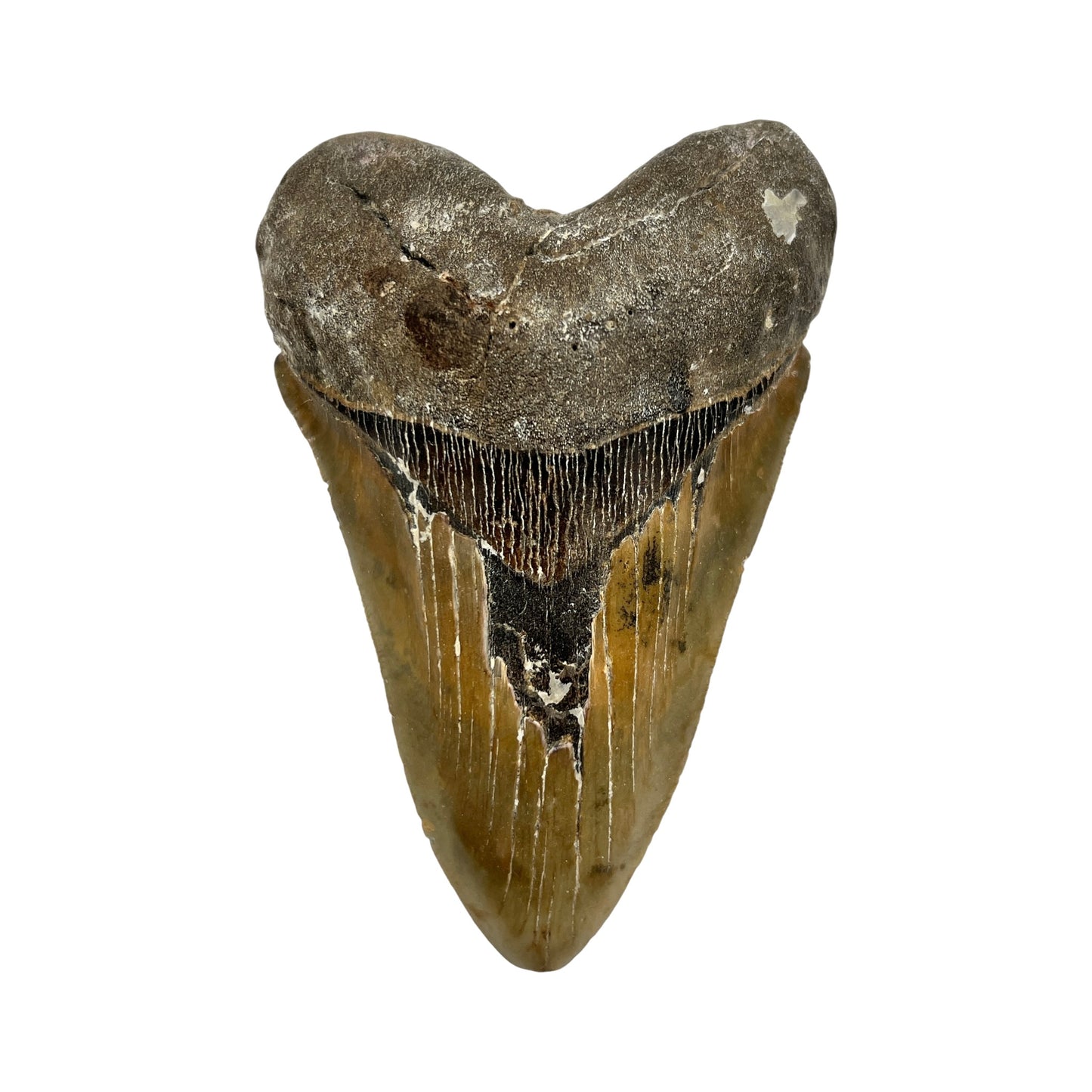 5.5" Megalodon Tooth Fossil with Stand