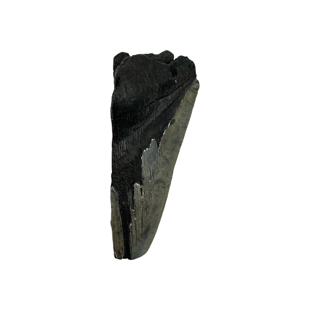 Fossil Shark Tooth (Megalodon Fragment)