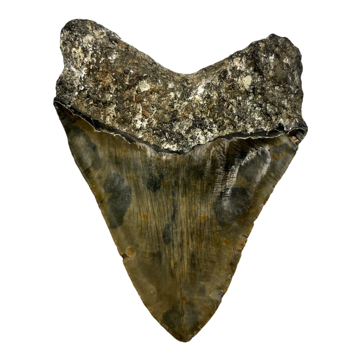 6" Megalodon Tooth Fossil with Stand