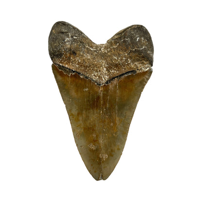 5.5" Megalodon Tooth Fossil with Stand