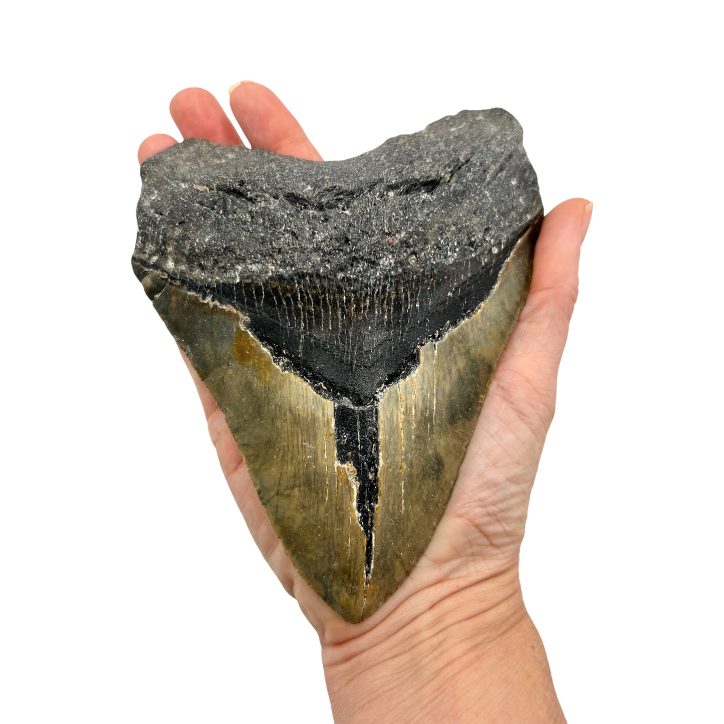 6" Megalodon Tooth Fossil with Stand