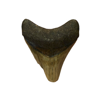 Fossil Shark Tooth (Megalodon Tooth, 3")