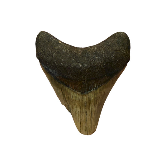 Fossil Shark Tooth (Megalodon Tooth, 3")