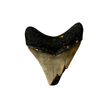 Fossil Shark Tooth (Megalodon Tooth, 3")