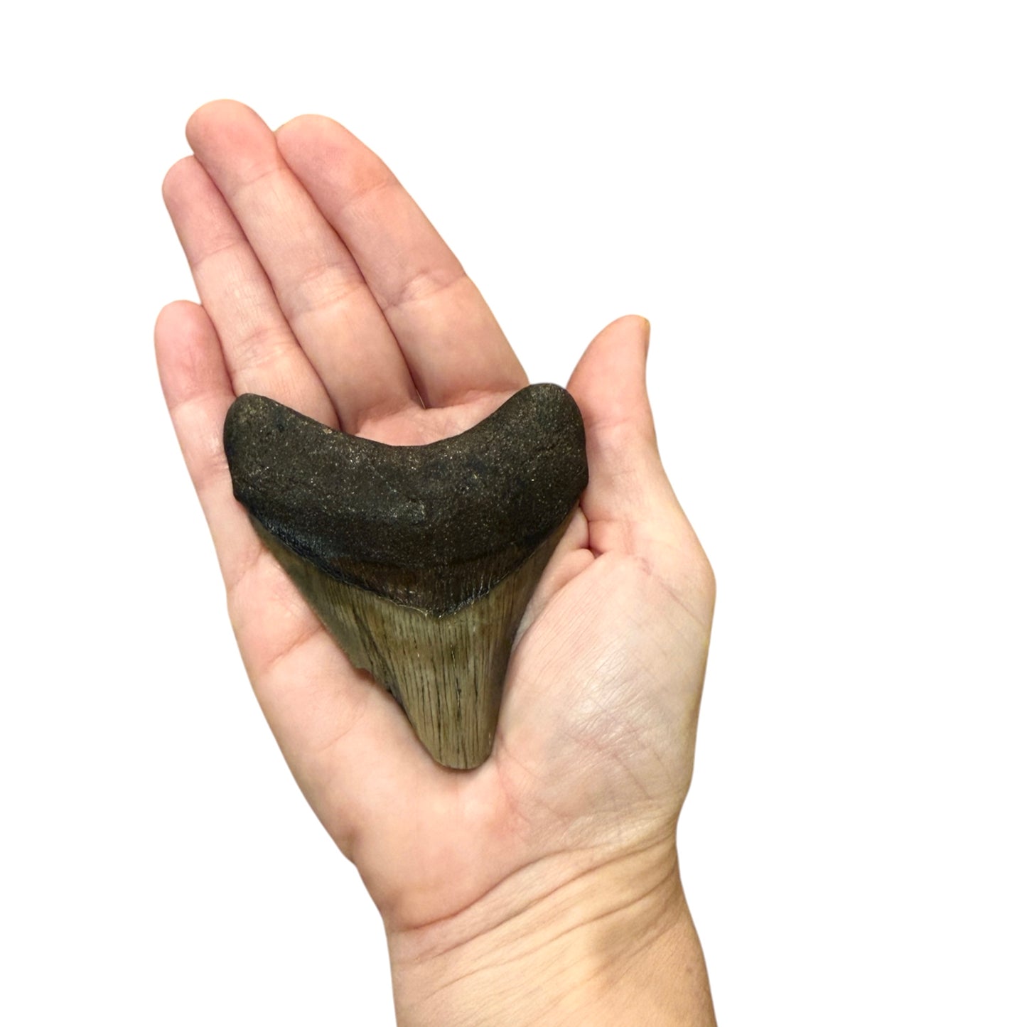 Fossil Shark Tooth (Megalodon Tooth, 3")