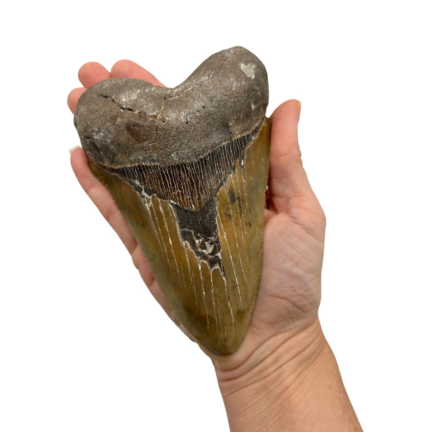 5.5" Megalodon Tooth Fossil with Stand