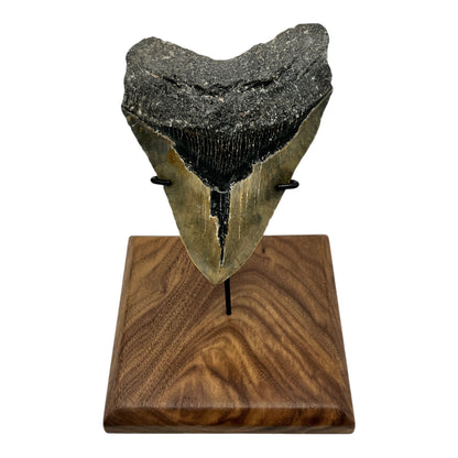 6" Megalodon Tooth Fossil with Stand