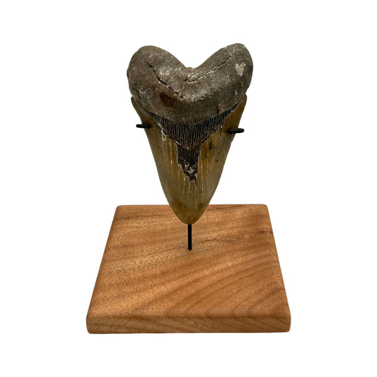 5.5" Megalodon Tooth Fossil with Stand