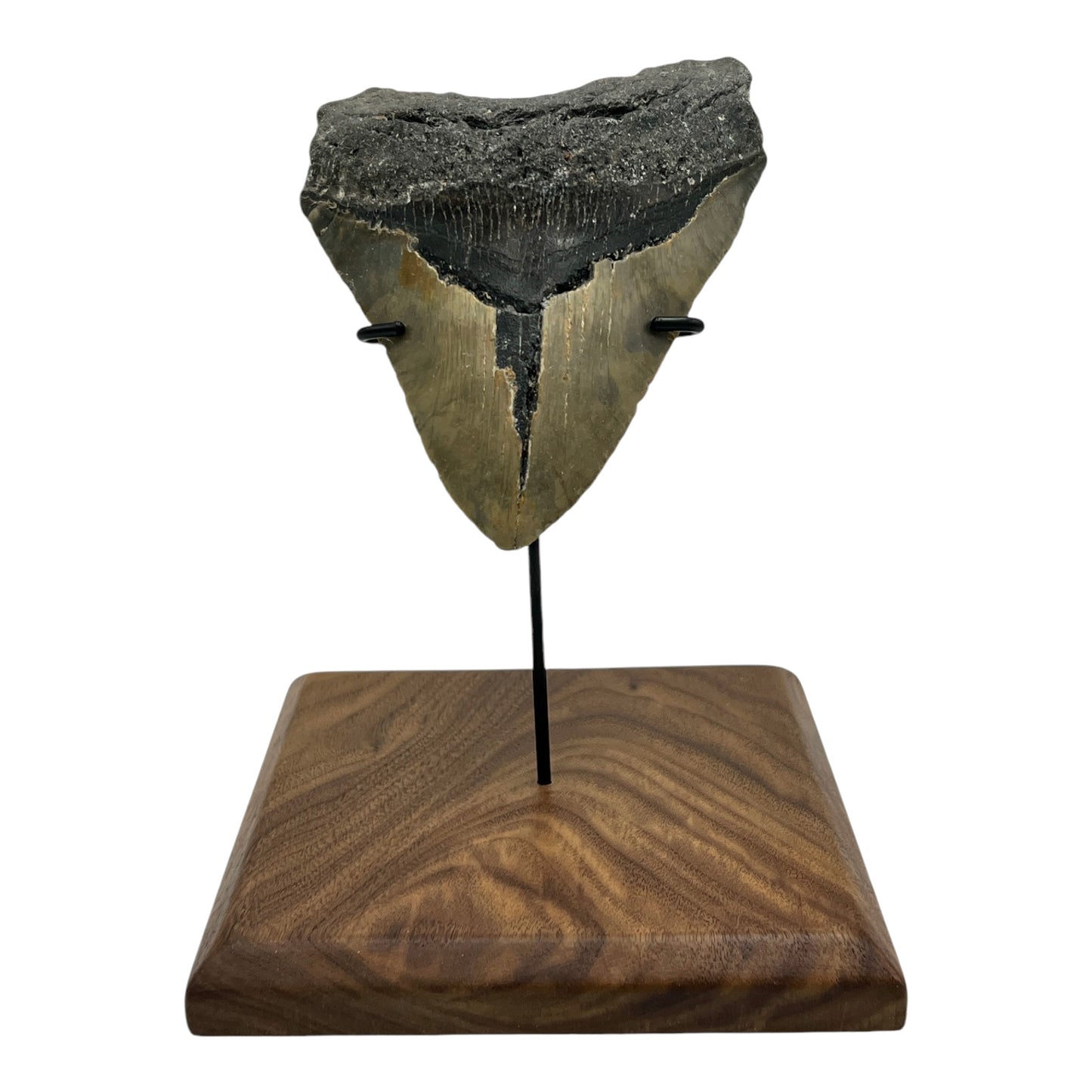 6" Megalodon Tooth Fossil with Stand