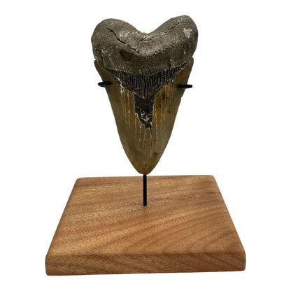 5.5" Megalodon Tooth Fossil with Stand