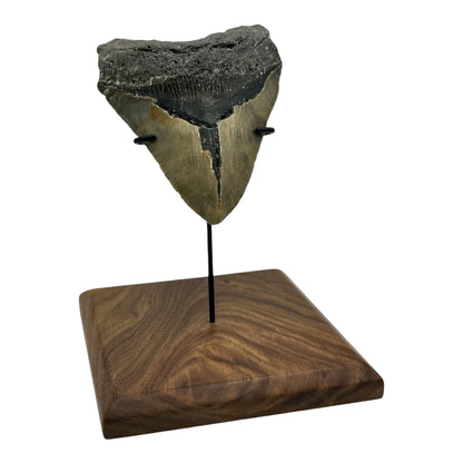 6" Megalodon Tooth Fossil with Stand